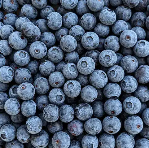 블루베리-냉동보관법-2